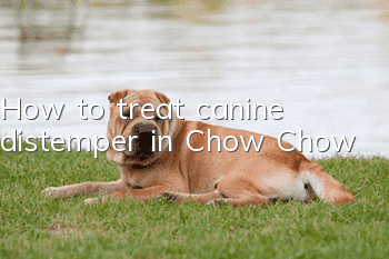 How to treat canine distemper in Chow Chow