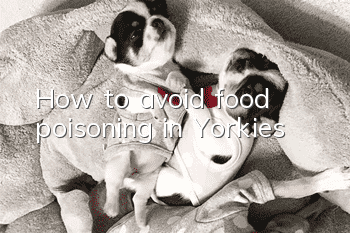 How to avoid food poisoning in Yorkies