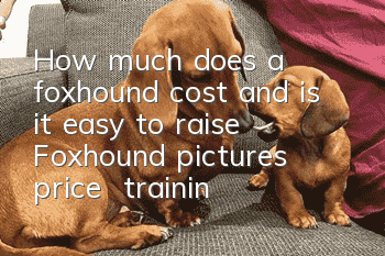 How much does a foxhound cost and is it easy to raise? Foxhound pictures | price | training