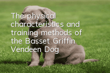 The physical characteristics and training methods of the Basset Griffin Vendeen Dog