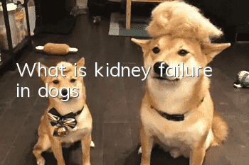 What is kidney failure in dogs? !