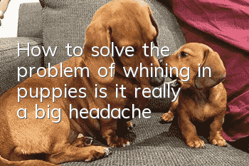 How to solve the problem of whining in puppies, is it really a big headache?