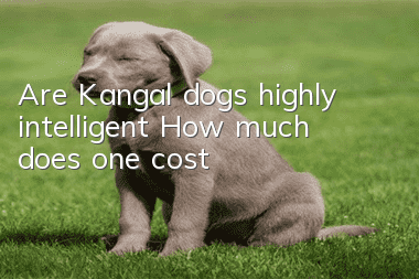 Are Kangal dogs highly intelligent? How much does one cost?