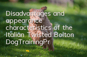 Disadvantages and appearance characteristics of the Italian Twisted Bolton Dog_Training_Price