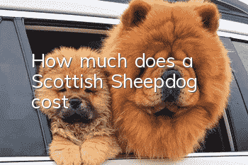 How much does a Scottish Sheepdog cost?