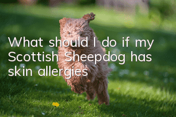 What should I do if my Scottish Sheepdog has skin allergies?