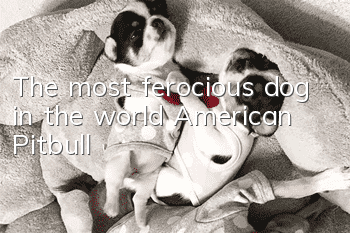 The most ferocious dog in the world: American Pitbull