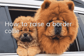 How to raise a border collie?