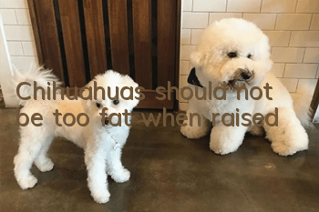 Chihuahuas should not be too fat when raised