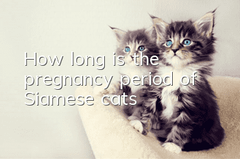 How long is the pregnancy period of Siamese cats?