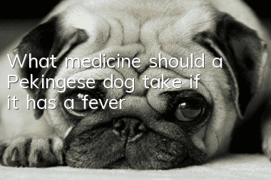 What medicine should a Pekingese dog take if it has a fever?