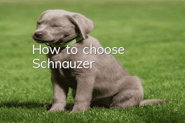 How to choose Schnauzer