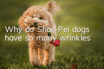 Why do Shar-Pei dogs have so many wrinkles?