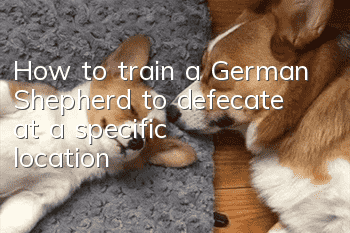 How to train a German Shepherd to defecate at a specific location?