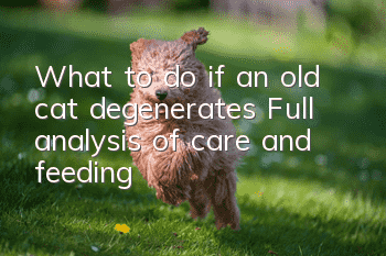 What to do if an old cat degenerates? Full analysis of care and feeding