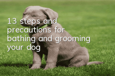 13 steps and precautions for bathing and grooming your dog!