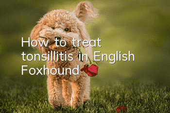 How to treat tonsillitis in English Foxhound