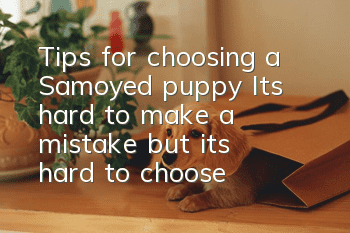 Tips for choosing a Samoyed puppy: It’s hard to make a mistake, but it’s hard to choose well!