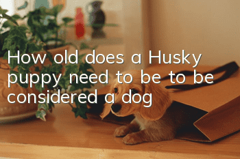 How old does a Husky puppy need to be to be considered a dog?