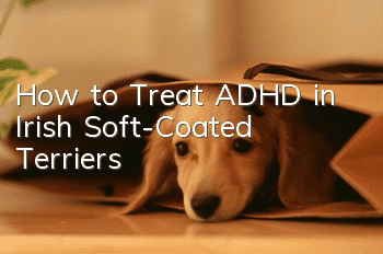 How to Treat ADHD in Irish Soft-Coated Terriers