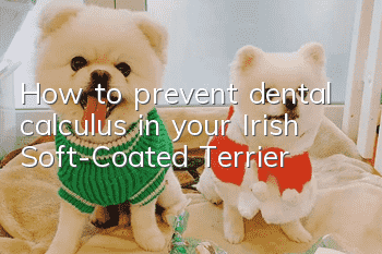How to prevent dental calculus in your Irish Soft-Coated Terrier