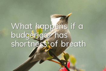 What happens if a budgerigar has shortness of breath?