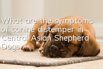 What are the symptoms of canine distemper in Central Asian Shepherd Dogs?