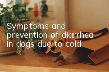 Symptoms and prevention of diarrhea in dogs due to cold