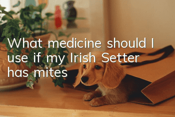 What medicine should I use if my Irish Setter has mites?