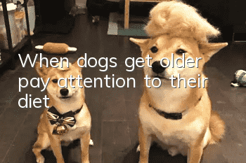 When dogs get older, pay attention to their diet