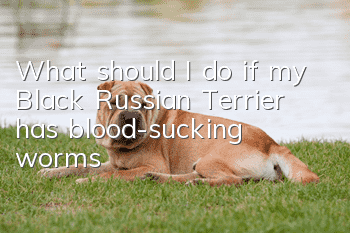 What should I do if my Black Russian Terrier has blood-sucking worms?