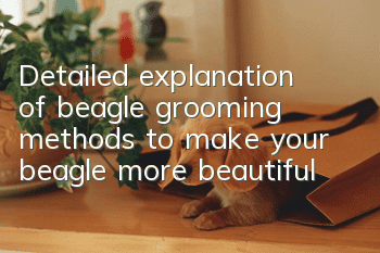 Detailed explanation of beagle grooming methods to make your beagle more beautiful