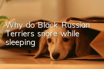 Why do Black Russian Terriers snore while sleeping?