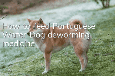 How to feed Portuguese Water Dog deworming medicine