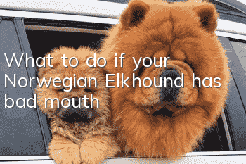 What to do if your Norwegian Elkhound has bad mouth