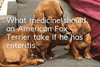 What medicine should an American Fox Terrier take if he has enteritis?