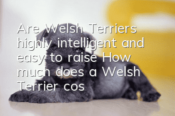 Are Welsh Terriers highly intelligent and easy to raise? How much does a Welsh Terrier cost?