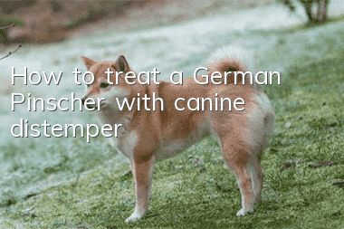 How to treat a German Pinscher with canine distemper?