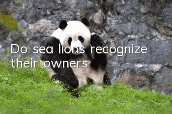 Do sea lions recognize their owners?