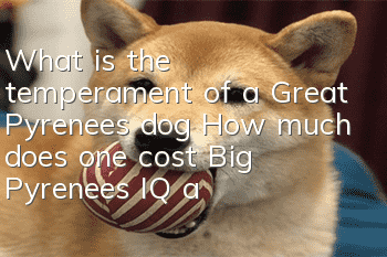 What is the temperament of a Great Pyrenees dog? How much does one cost? Big Pyrenees IQ and Training Methods