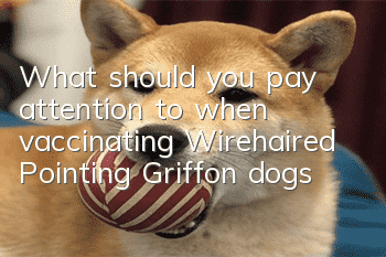 What should you pay attention to when vaccinating Wirehaired Pointing Griffon dogs?