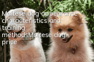 Maltese dog appearance characteristics and training methods_Maltese dog price