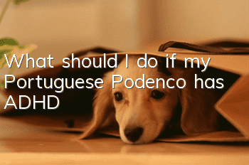 What should I do if my Portuguese Podenco has ADHD?