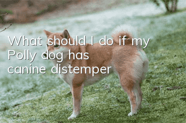 What should I do if my Polly dog has canine distemper?