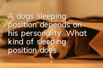 A dog’s sleeping position depends on his personality. What kind of sleeping position does your dog have?