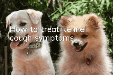 How to treat kennel cough symptoms