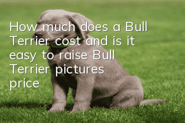 How much does a Bull Terrier cost and is it easy to raise? Bull Terrier pictures | price | training