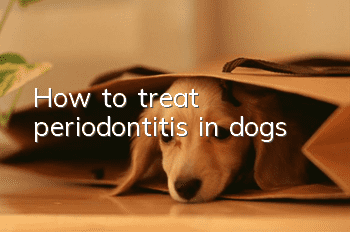 How to treat periodontitis in dogs