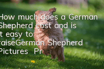 How much does a German Shepherd cost and is it easy to raise_German Shepherd Pictures | Price | Training