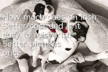 How much does an Irish Setter cost and is it easy to raise? Irish Setter pictures | price | training